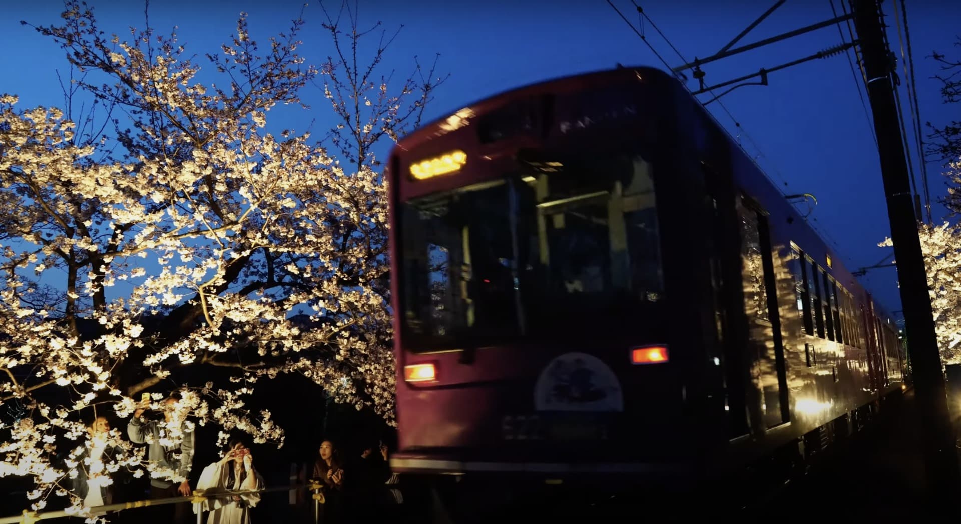 2025年版】春の嵐山でしか体験できない！心ときめく桜絶景